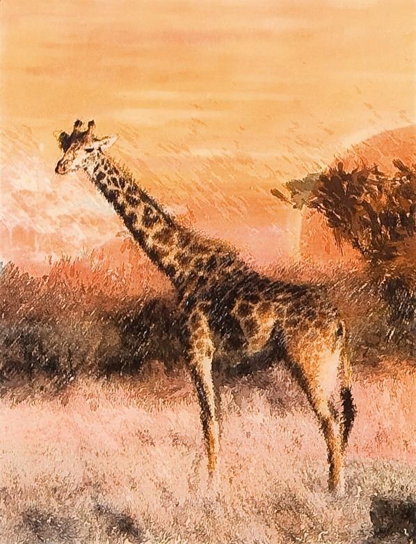 Bild Giraffe